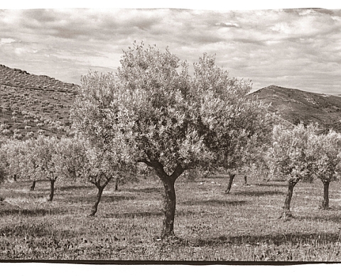 La rotta del vino di Porto - José Miguel Ferreira