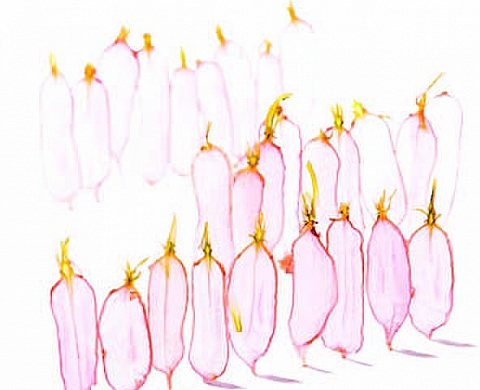 Transparences végétales - Pierre-François Couderc Transparences végétales - Pierre-François Couderc