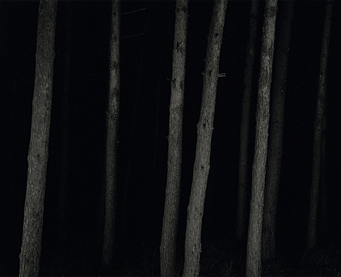 L'ours, la mort et les arbres foudroyés - Yannick DEMMERLE L'ours, la mort et les arbres foudroyés - Yannick DEMMERLE