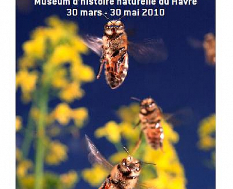 Cueilleurs de miel - Éric TOURNERET