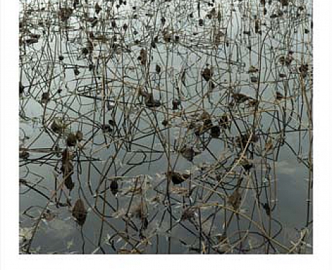 Fleurs d'Hiver, Till Leeser Fleurs d'Hiver, Till Leeser