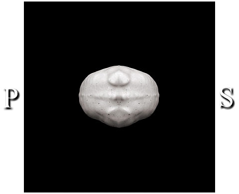 P.S(Partitions Spatiales etc...) de Franck Olivas