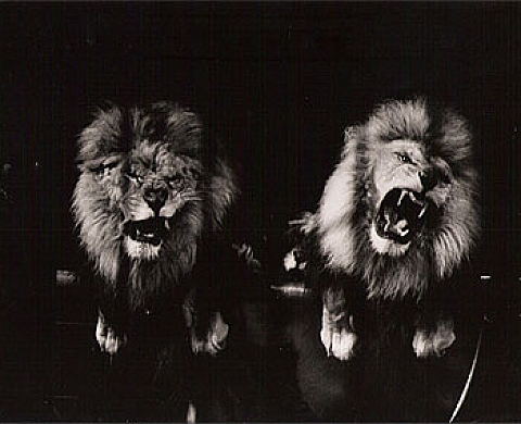 Exposition des Photographies de Daniel DENIS à la LIBRAIRIE MAGNE