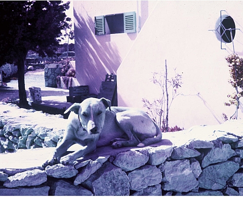 Inde-Amérique-Europe - Névai Andràs