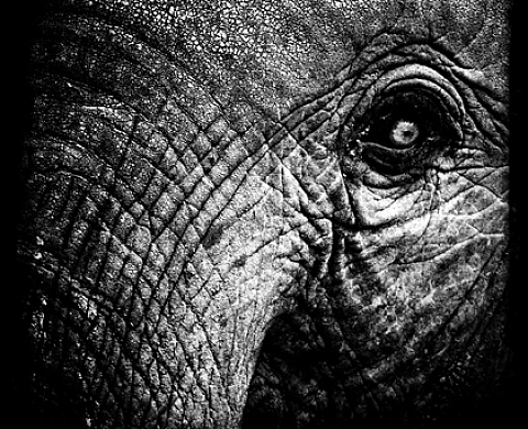 TERRA INCOGNITA UBI SUNT LEONES - Laurent Baheux TERRA INCOGNITA UBI SUNT LEONES - Laurent Baheux