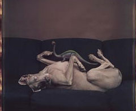 Polaroid en péril ! 