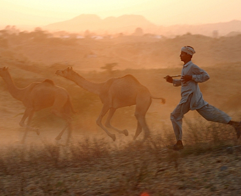 PUSHKAR, LA CAMEL FAIR - Roger Bella PUSHKAR, LA CAMEL FAIR - Roger Bella