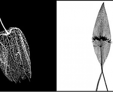 L'éloge du végétal 
