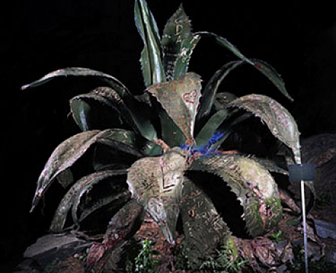 Sempervivum Decorum à la galerie Sintitulo