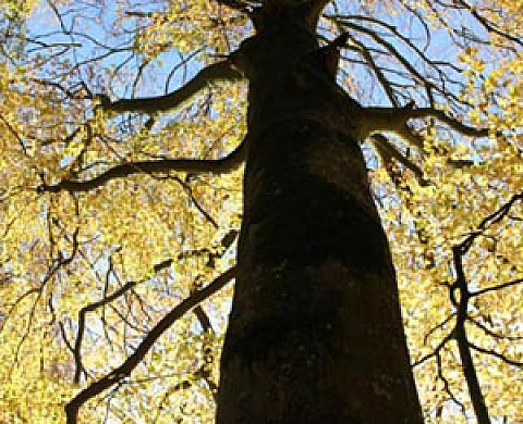 Les arbres remarquables de la forêt de Senonche-Marc Garanger
