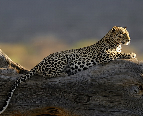 Le Kenya animal - Patrick DELIEUTRAZ