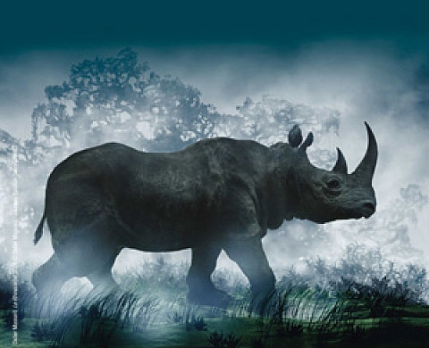 Le bestiaire imaginaire  L'animal dans la photographie de 1850 à nos jours