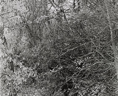 Ce jour-là de Willy Ronis