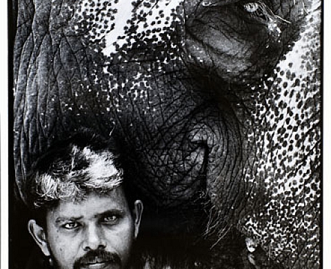 Des éléphants et des Hommes