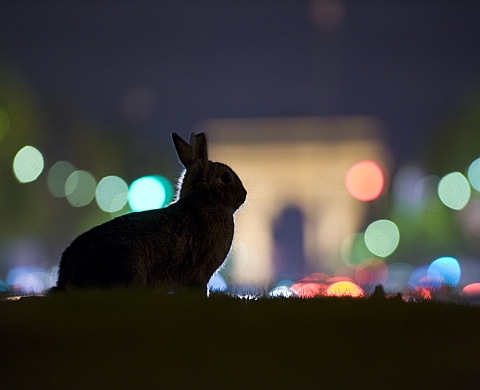 Architecture et Biodiversité : Patrimoines d'Île-de-France, Laurent Geslin