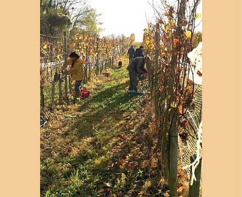 Vigneron bio, de la terre au vin