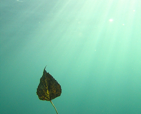 Sous la surface des eaux douces Rémi Masson
