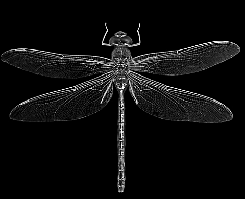 Silver Metamorphosis - Yacine Mseffar