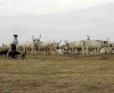 Gens et paysages, Hongrie - Bernard Renoux
