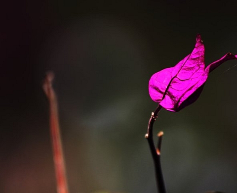 Road 66 - Zribi Mehdi