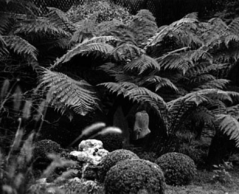 Au jardin de Krishna Riboud - Marc Riboud Au jardin de Krishna Riboud - Marc Riboud