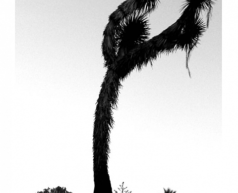 ARBRES & CACTUS - Rémi Loca photographies ARBRES & CACTUS - Rémi Loca photographies