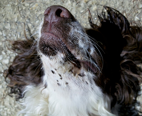 Canopée - Geoffroy Mathieu