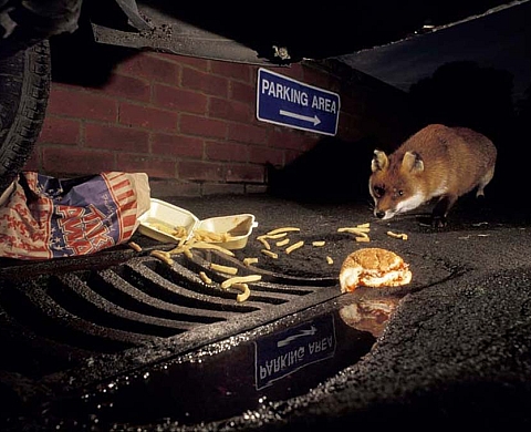 Safari Urbain - Laurent Geslin