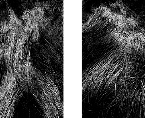 Balade à l'Oeil - Patrick Dagras