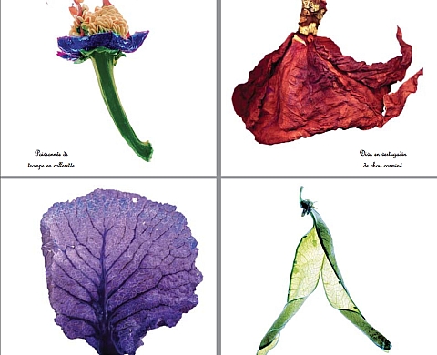 Petits Rebuts et Grande Cuisine + Corpus de Lit  - Pierre Olingue