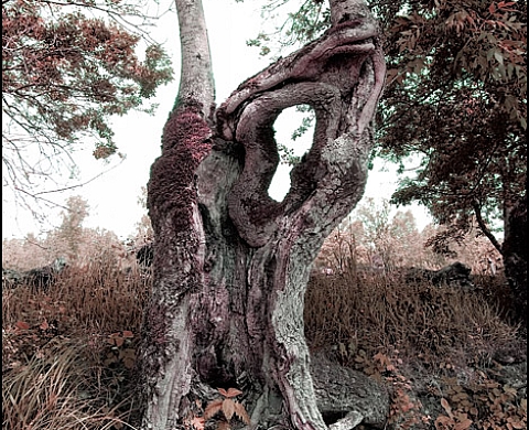 Serie Le Marais - David de Franceschi