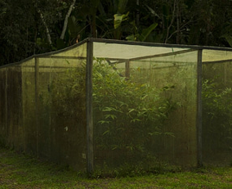 Hélène Schmitz - Jardins engloutis / Carnivores