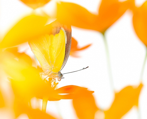 Stéphane Hette - Ukiyo'e