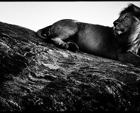 Laurent Baheux - Terre des lions