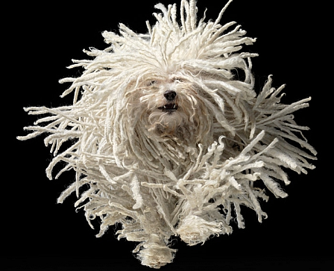 Tim Flach - Dogs Gods! Tim Flach - Dogs Gods!