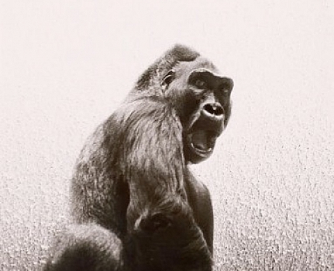 Bestiaire à la VOZ'Galerie