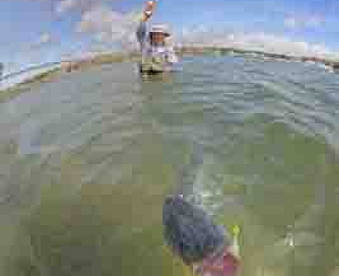 Erwan Balança - Au fil de l'Odet