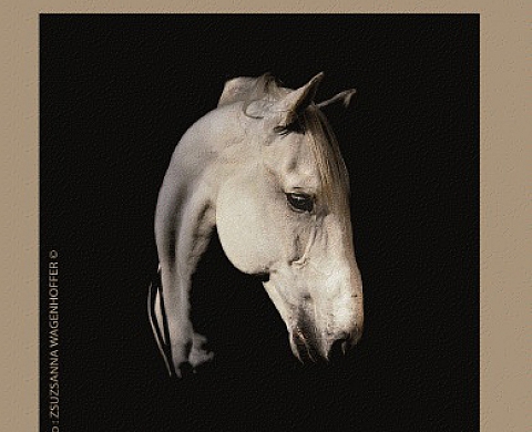 Carte Blanche à Robert Delpire - Galerie Tarquinia