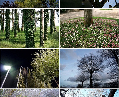 Des arbres et après - Marion Roux à la galerie Immix Des arbres et après - Marion Roux à la galerie Immix