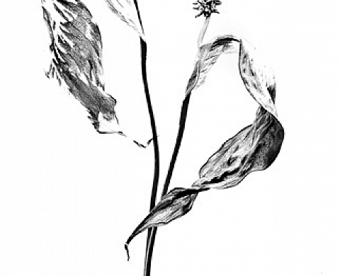 Les belles immortelles - Gérard Cambon