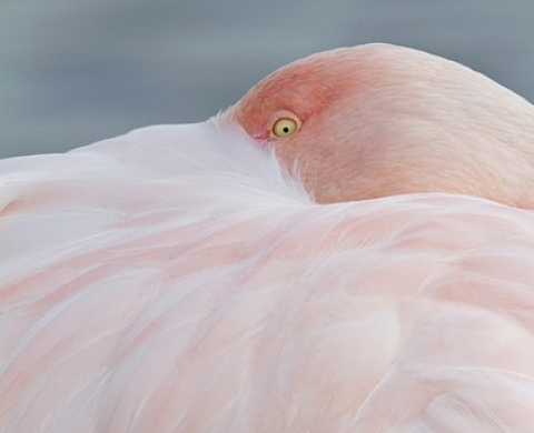 La vie en rose - Marie et Patrick Blin