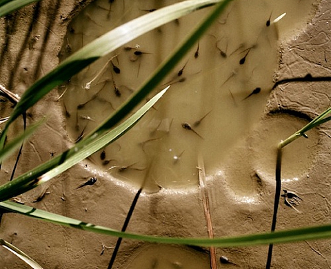 Normand Rajotte - Comme un murmure, à l'Arsenal, dans le cadre du Mois de la Photo à Montréal