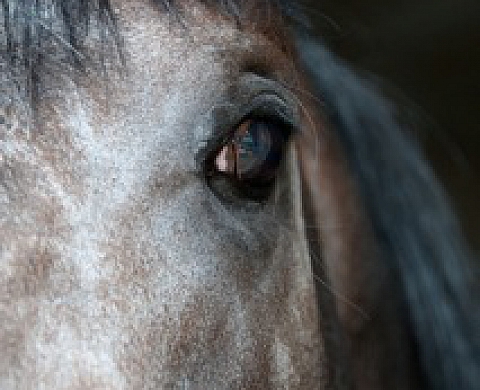 Chantal Sanglier - Dream Horse 2011, à Hippodrome de Deauville - Clairefontaine