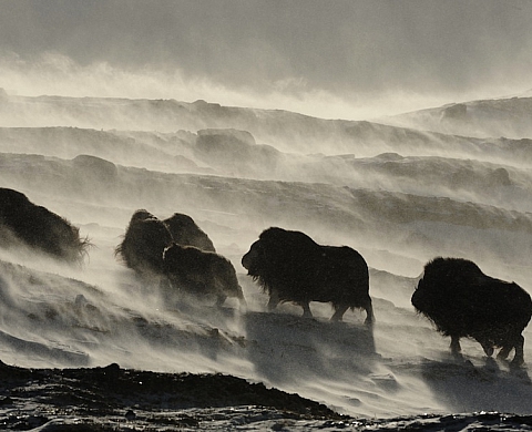La nature sauvage de Vincent Munier à l'exposition Grand Nord... Grand Sud