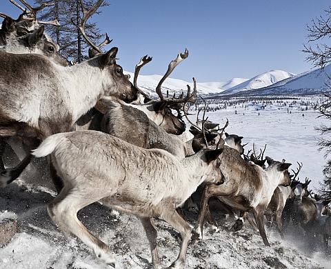 Des Rennes pour Noël à la Galerie BLINplusBLIN