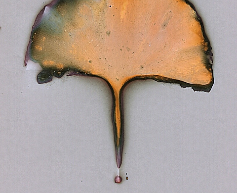 Evelyne Coutas laisse parler les petites feuilles