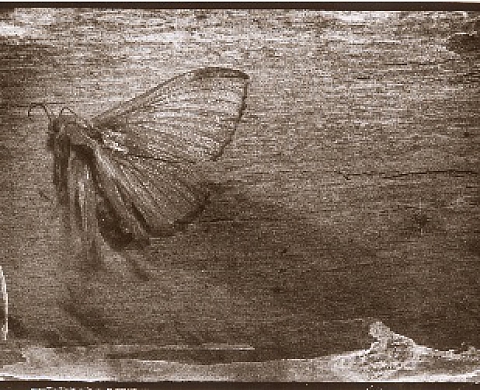 Une exposition douce amère à découvrir à Saint-Macaire