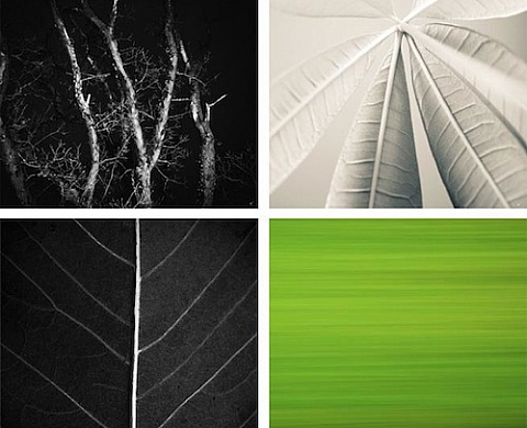 La photographie curieuse de Nicolas Genette