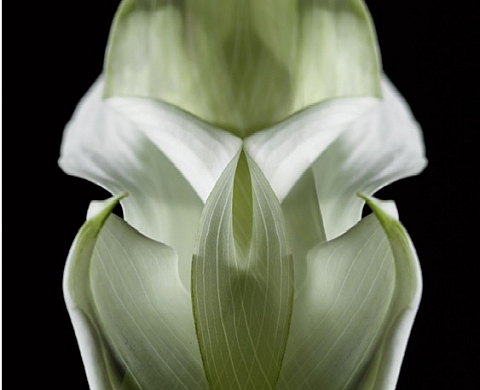 Nature cristalline, par Valérie Fanchini et Florence Verrier
