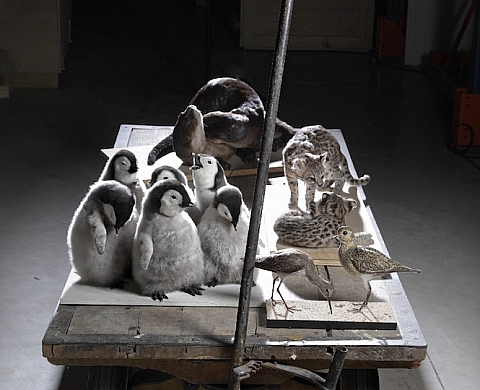 Le Muséum d'Histoire Naturelle expose ses animaux... empaillés Le Muséum d'Histoire Naturelle expose ses animaux... empaillés